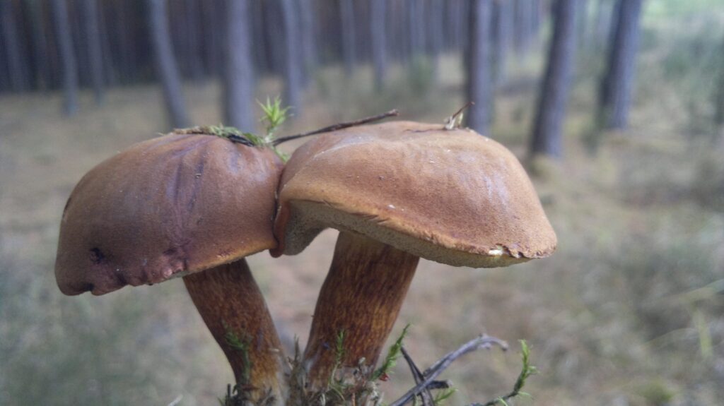zdjęcie grzybów